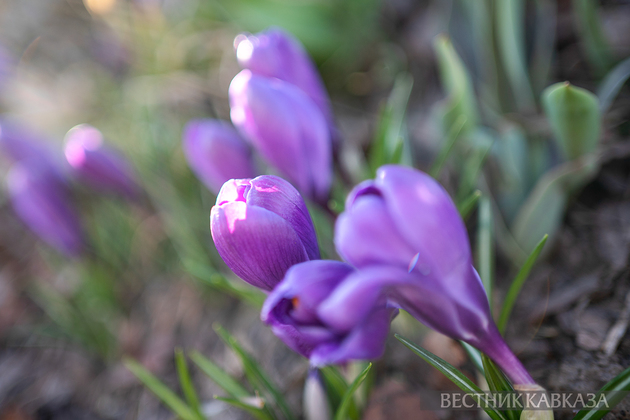 Цветение крокусов