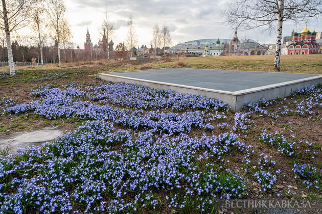 Цветение хионодоксы в парке Зарядье