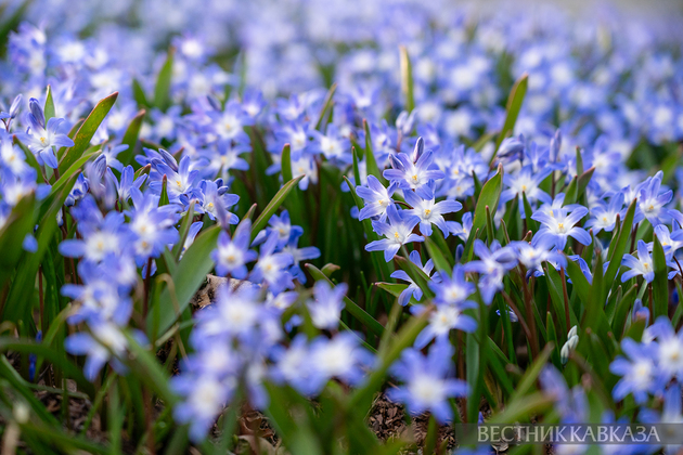 Цветение хионодоксы