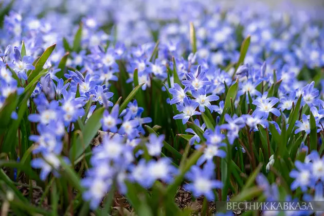 Цветение хионодоксы