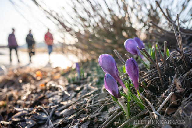 Цветение крокусов в парке Музеон