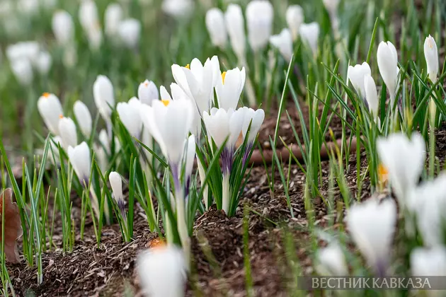Цветение крокусов
