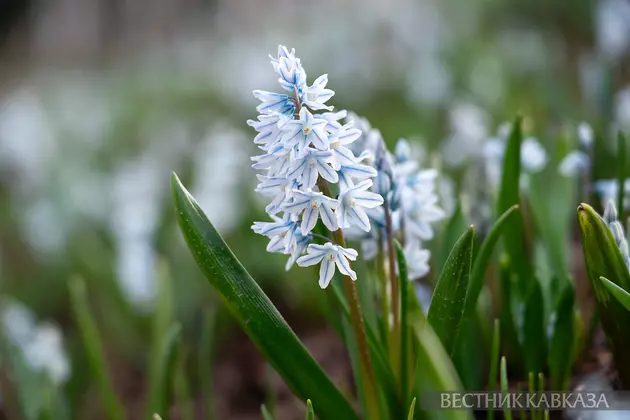 Цветение пушкинии 
