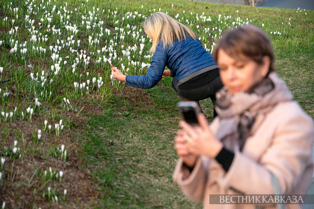 Цветение крокусов в парке Зарядье