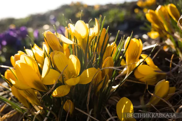 Цветение крокусов