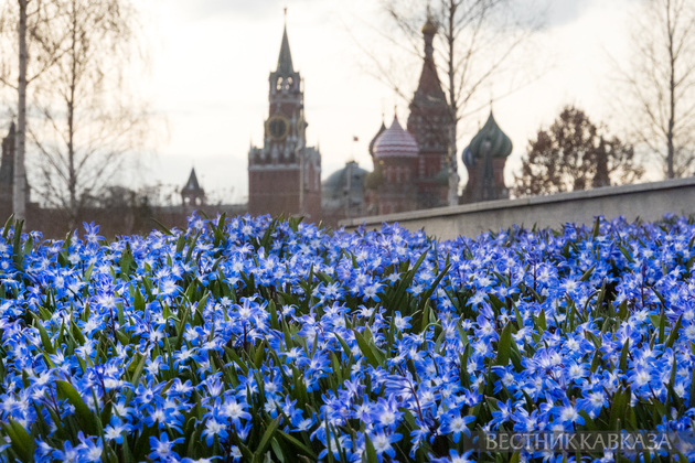 Цветение хионодоксы в парке Зарядье