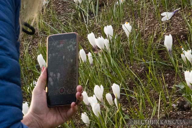 Цветение крокусов