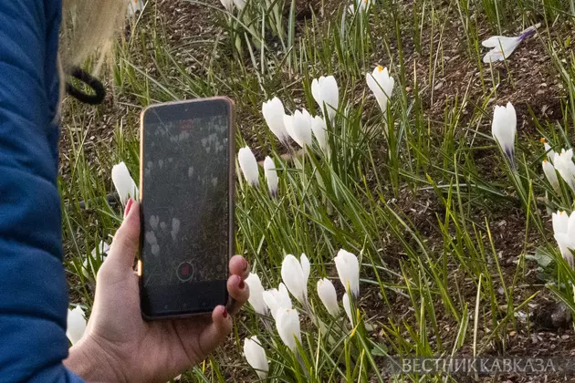 Цветение крокусов