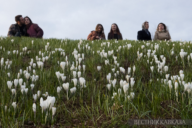 Цветение крокусов в парке Зарядье