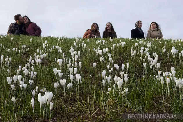 Цветение крокусов в парке Зарядье
