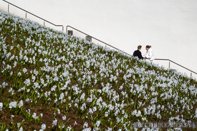 Цветение пушкинии в парке Зарядье