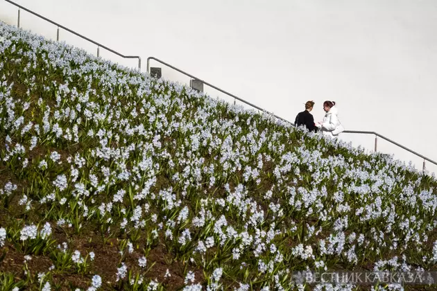 Цветение пушкинии в парке Зарядье