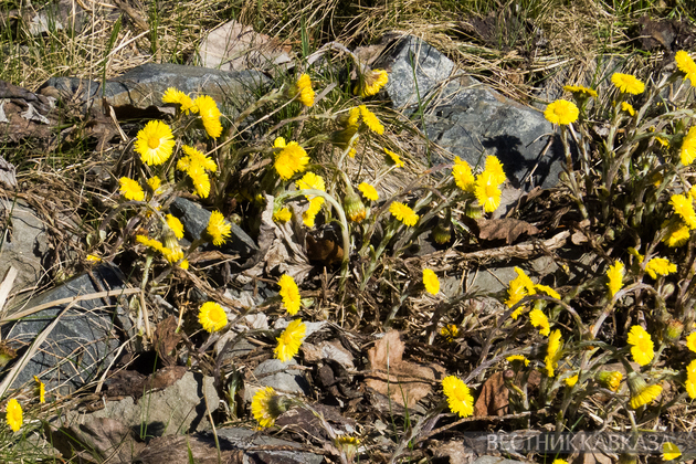 Цветение мать-и-мачехи