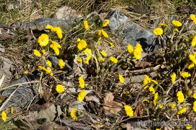 Цветение мать-и-мачехи