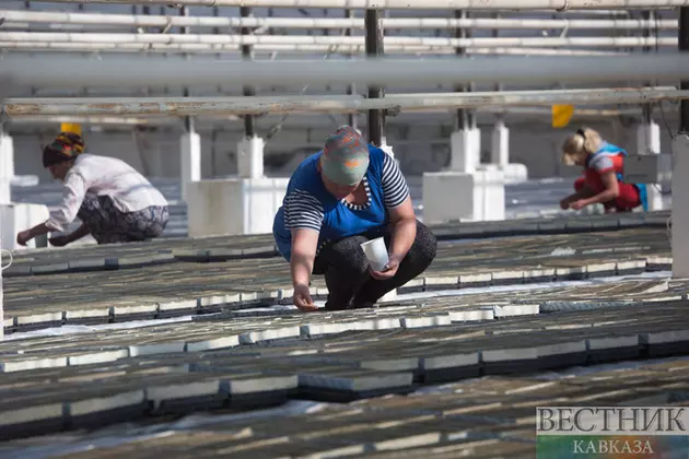 Страны ЕАЭС поддержат фермеров финансами