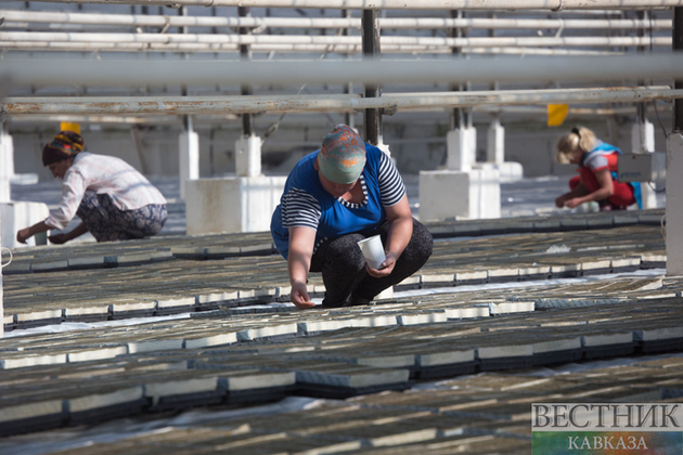 Турция и Азербайджан обсудили сельское хозяйство в Анкаре