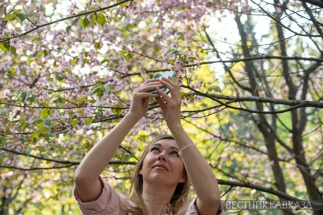 Цветение сакуры в Бирюлевском дендропарке в Москве