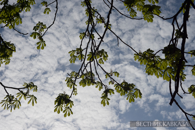 Цветение в Москве