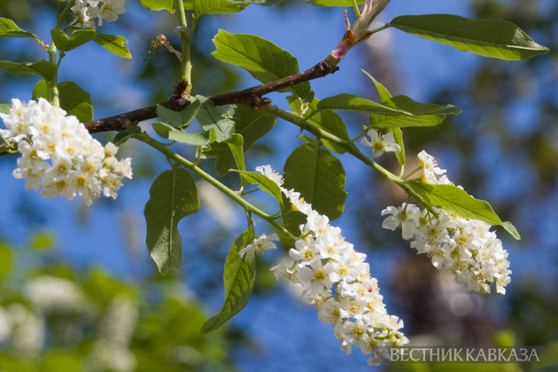 Цветение в Москве