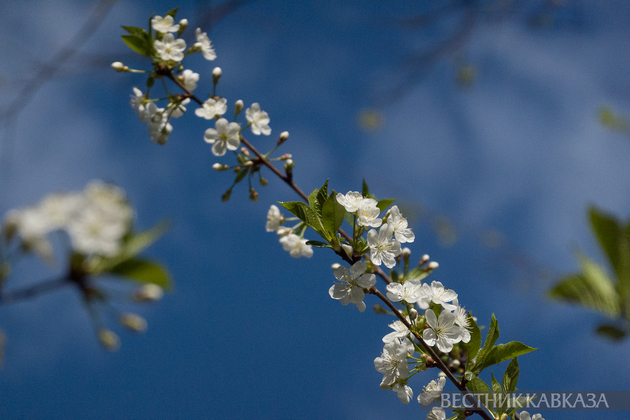 Цветение в Москве