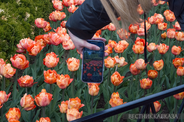 Цветение в Москве