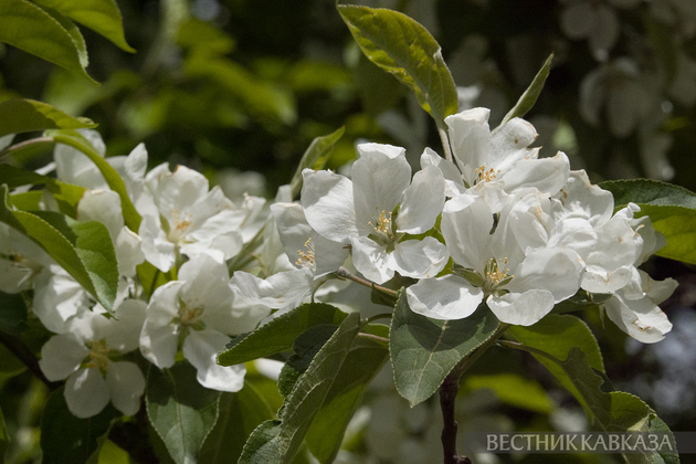 Цветение в Москве
