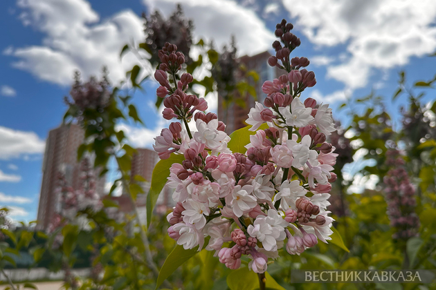Цветение в Москве