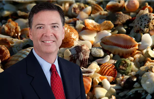 Секретное послание из ракушек: кто задумал покушение на Трампа?