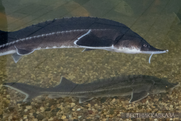 Стерлядь в аквариуме