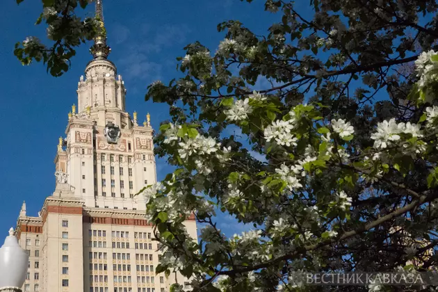 Цветение груши у МГУ