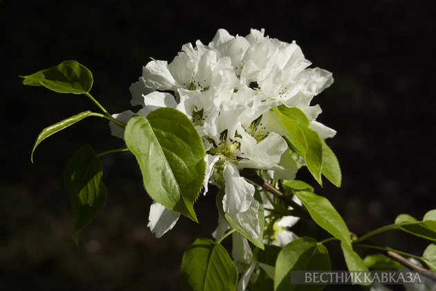 Цветение груши