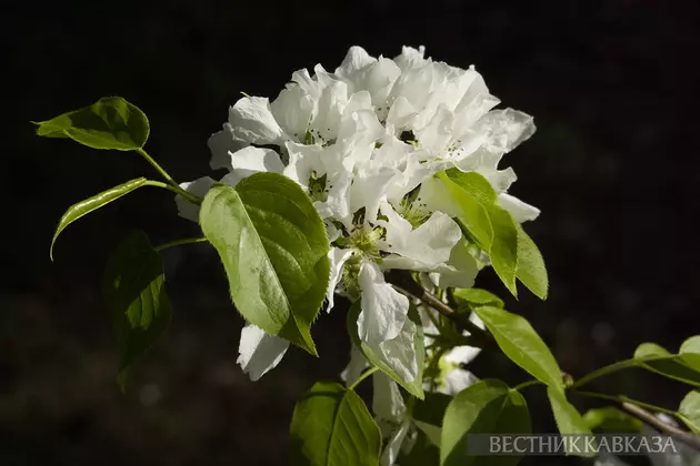 Цветение груши