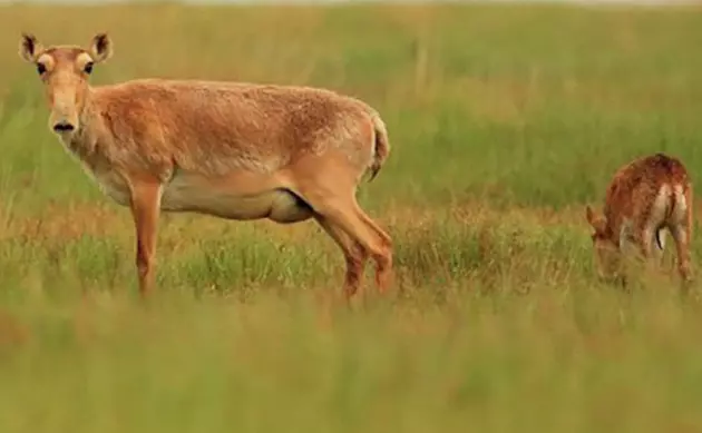 Казахстан может снова разрешить охоту на самок сайгаков