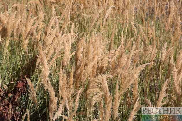 Россия и Арабский мир: торговля, бизнес, инвестиции, экономическое сотрудничество