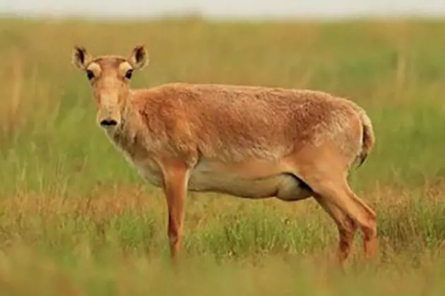 Казахстан поможет Китаю с возрождением популяции сайгаков