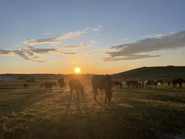 Где в Крыму покататься на лошадях?