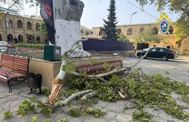 Рухнувшая ветка векового платана в Дербенте лишила жизни туристку