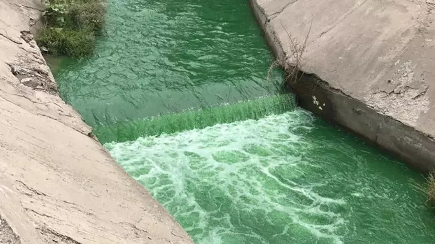 В Алматы "позеленела" река Каргалы