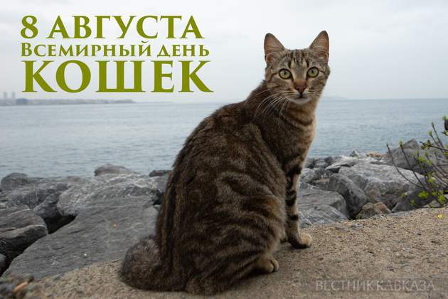 Всемирный день кошек – открытка