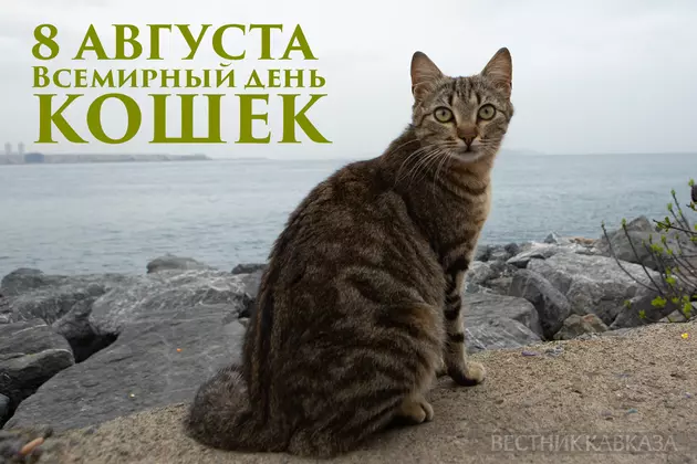 Всемирный день кошек – открытка