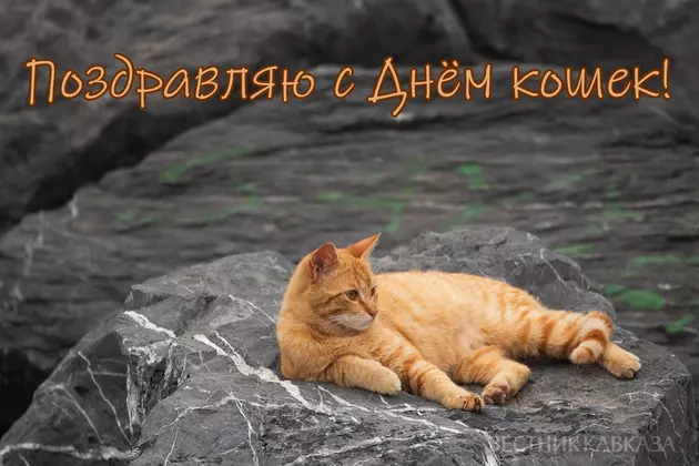 Всемирный день кошек – открытка
