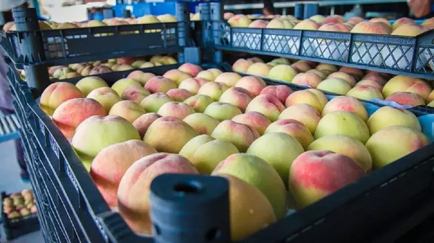 Россия закупила почти все грузинские персики и нектарины