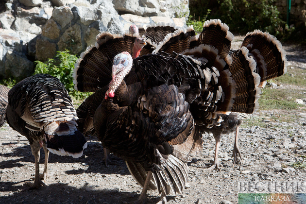 Россия наращивает экспорт мяса индейки в Азербайджан