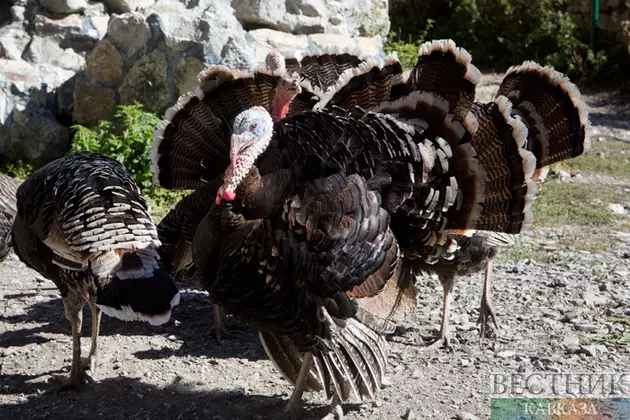 Россия наращивает экспорт мяса индейки в Азербайджан