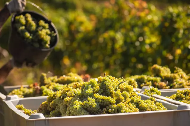 Крымские виноградари начали уборку урожая