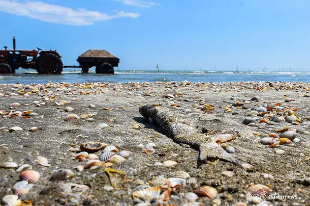 Можно ли предотвратить экологическую катастрофу на Каспии?