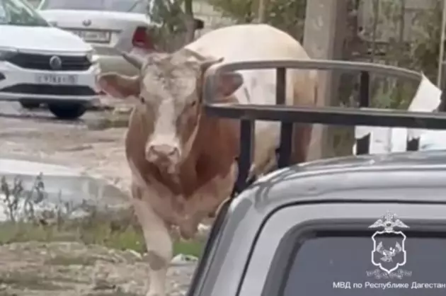Дагестанским полицейским пришлось стрелять в разъяренного быка