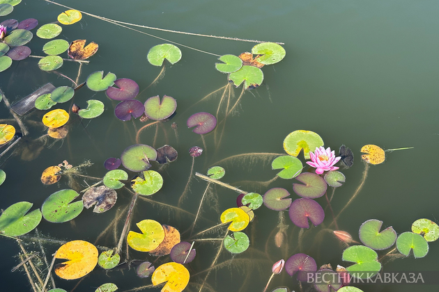 Кувшинки в пруду