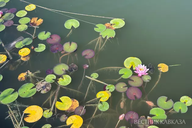 Кувшинки в пруду