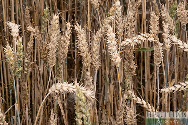 Иран и Азербайджан вошли в число основных покупателей зерна из Ульяновской области